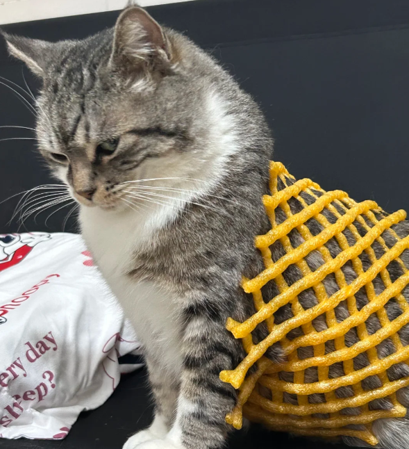 猫咪最讨厌的6个动作！很多人天天做，难怪你家猫不亲你！