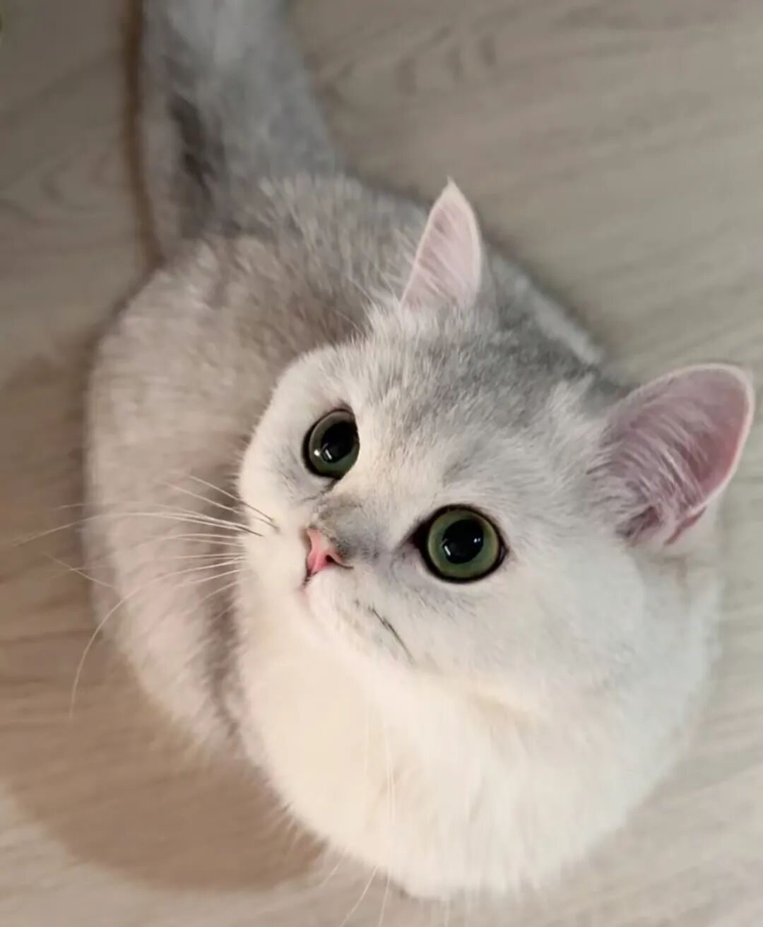 猫咪向你行大礼的4个表现，你却不知道，不回应猫咪会生气的