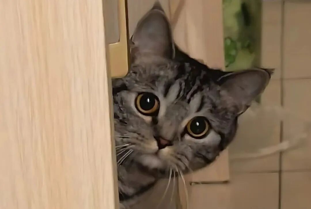 扎心了！原来在猫眼里，它根本记不住你的脸，全靠这两点认出你来