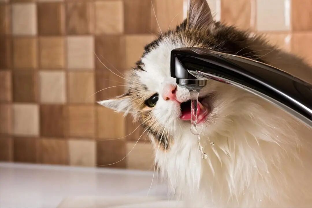 猫咪绝对不要碰的6种水，就算再渴也不可以喝！