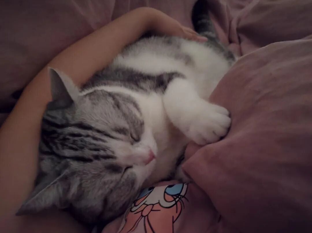 猫咪在你睡后做这4种事情，证明你是有福之人，千万要珍惜它