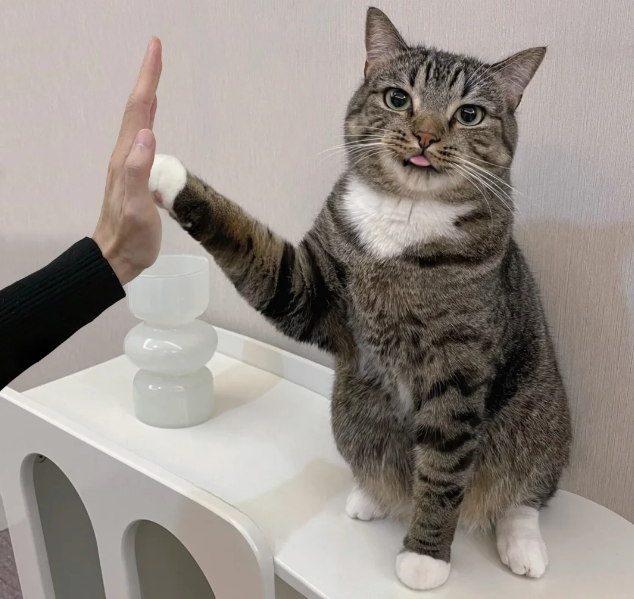 猫眼中人类有哪些迷惑行为？猫咪视角大公开！