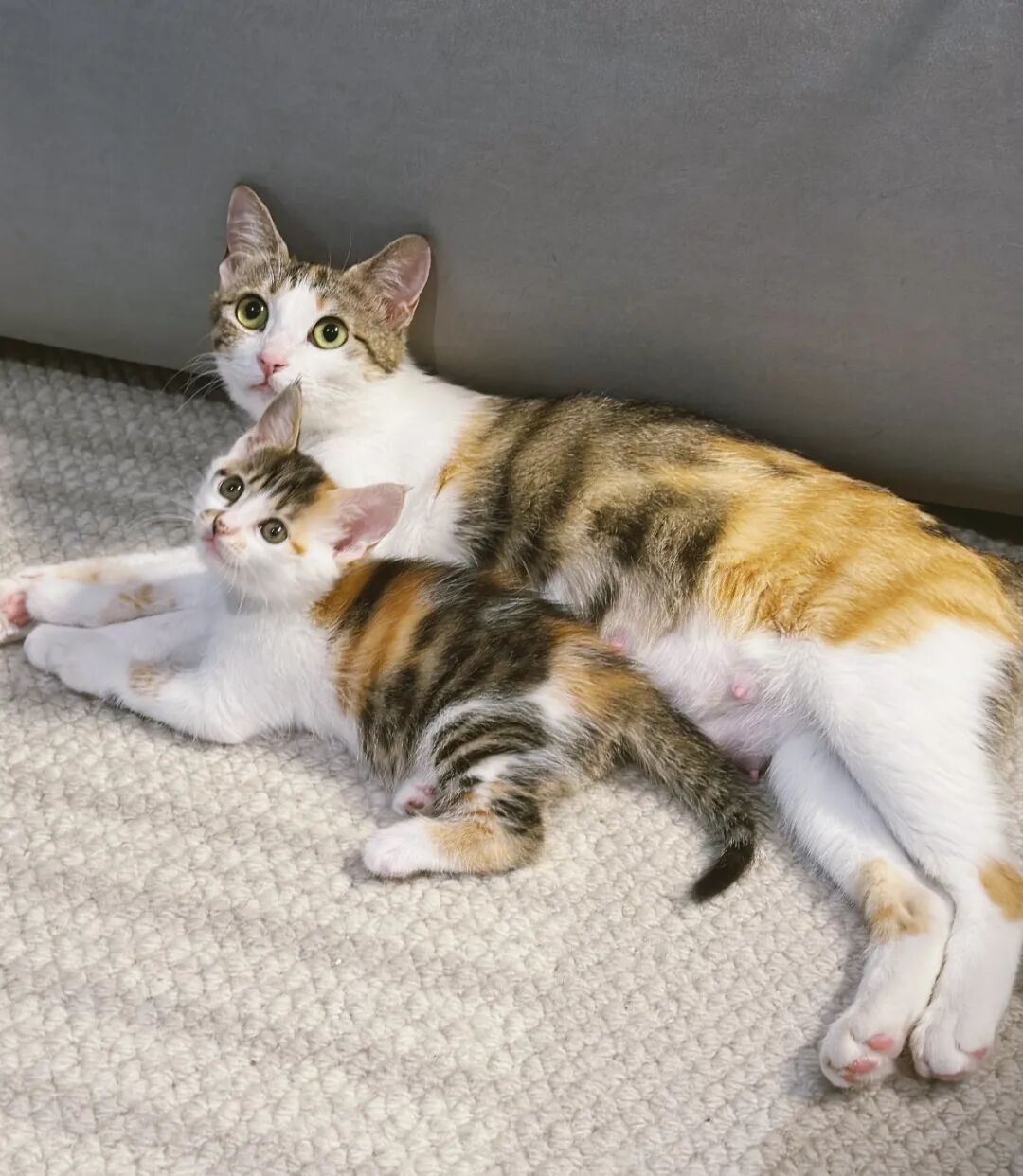 猫每天从早到晚都在和你说话，你却不知道