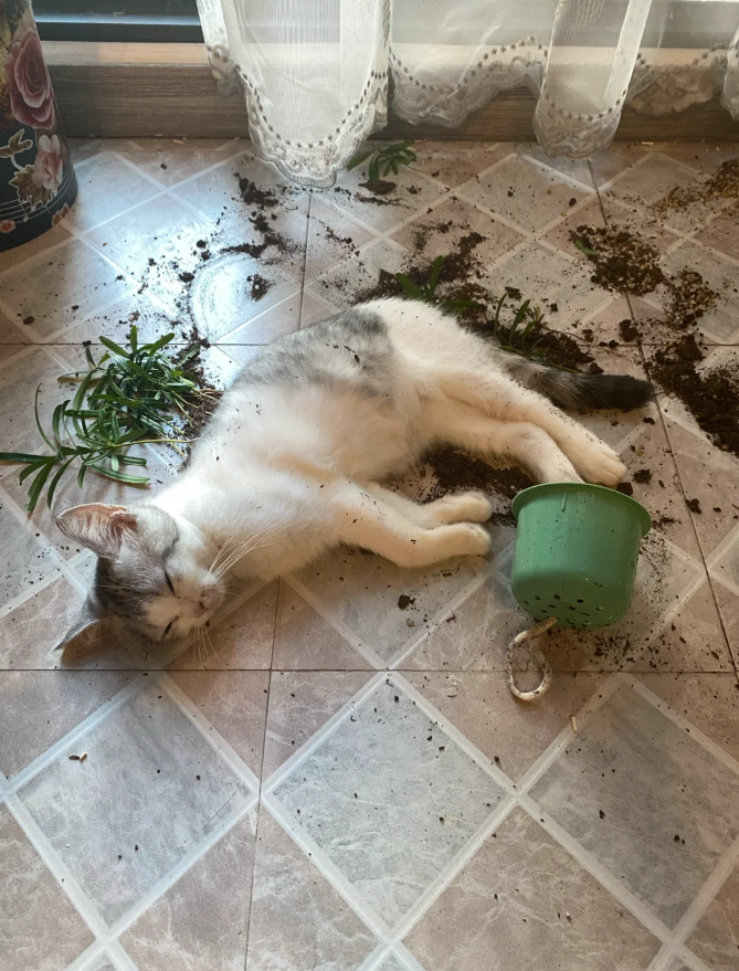 主人发现家里的猫和绿植一起倒在阳台上，网友一看惊呆：猫是被花盆砸晕了吗？