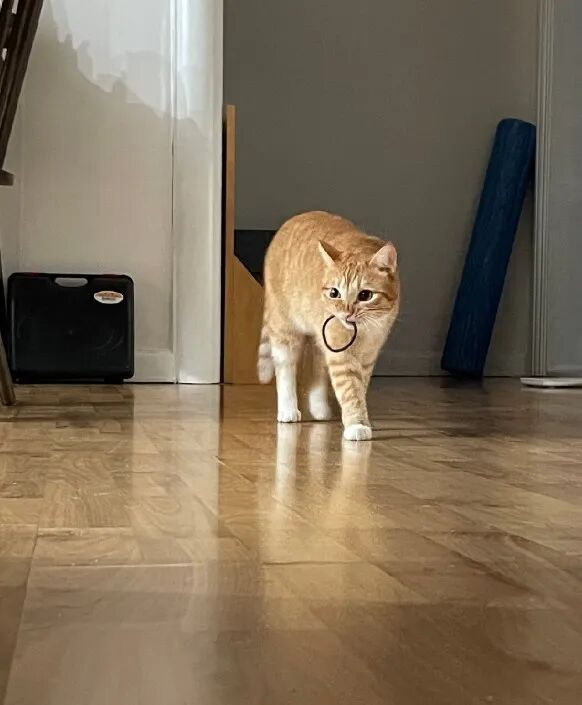 监控镜头下，拍到一只猫咪在偷东西