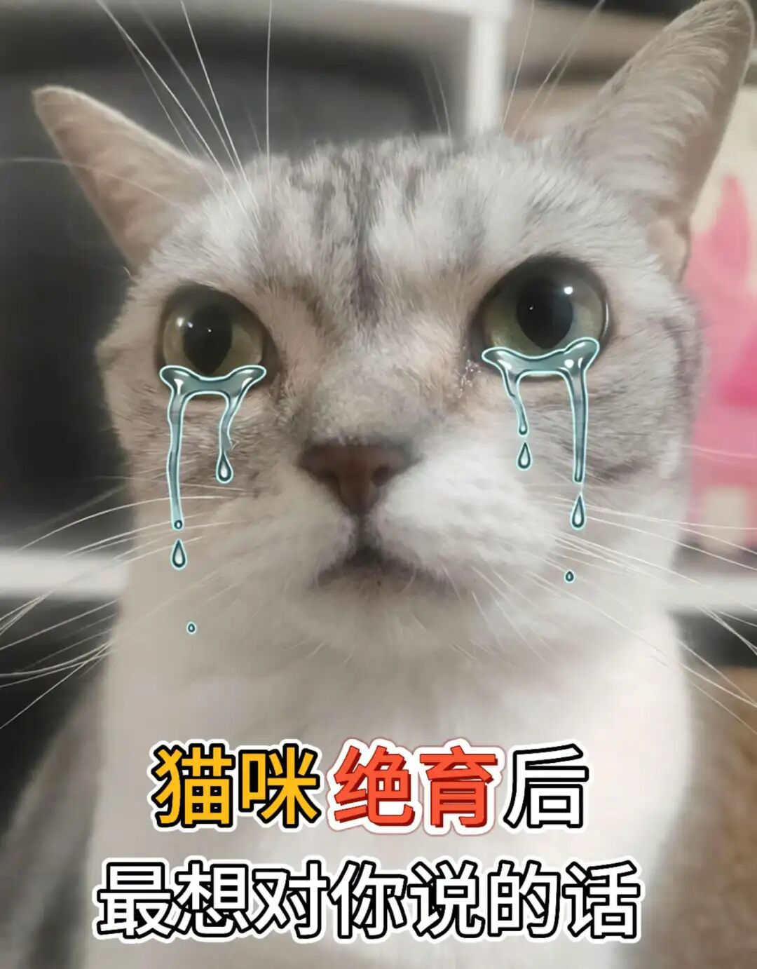 猫咪绝育后最想对你说的话