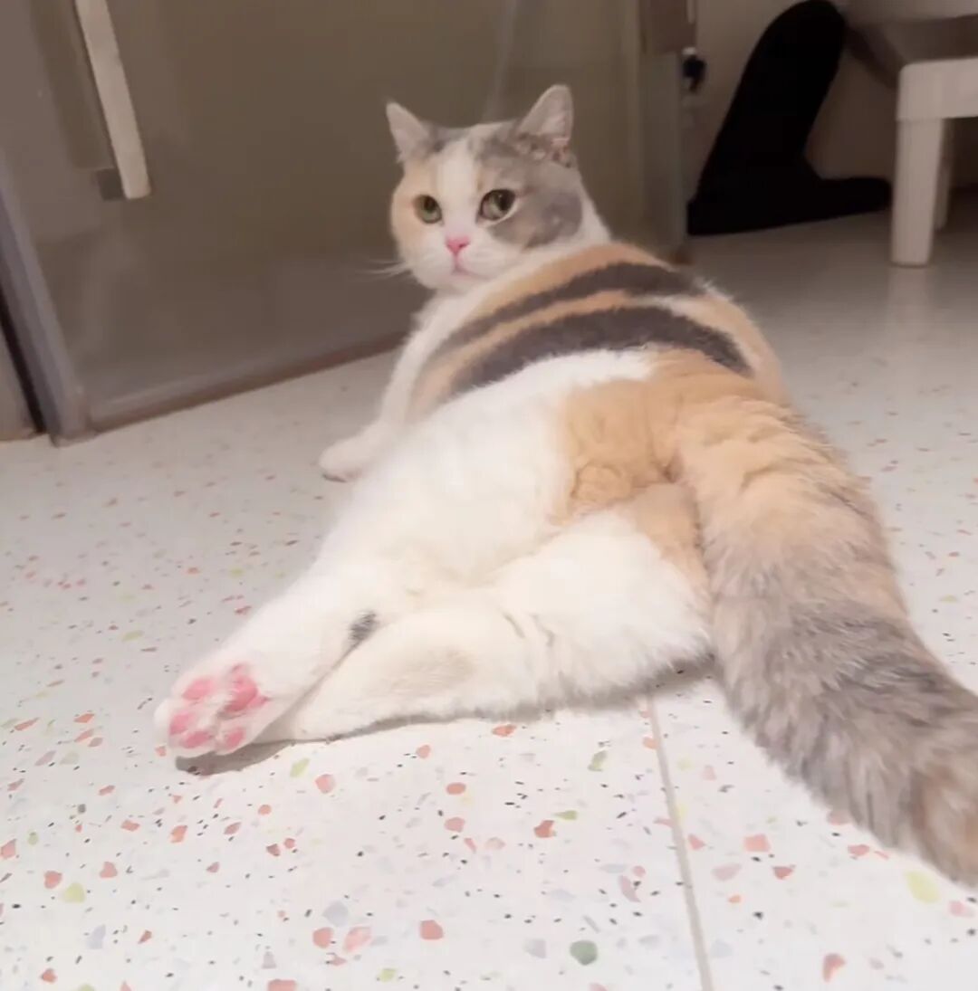 当着猫咪的面做这6件事，它会默默疏远你，很多主人都犯过