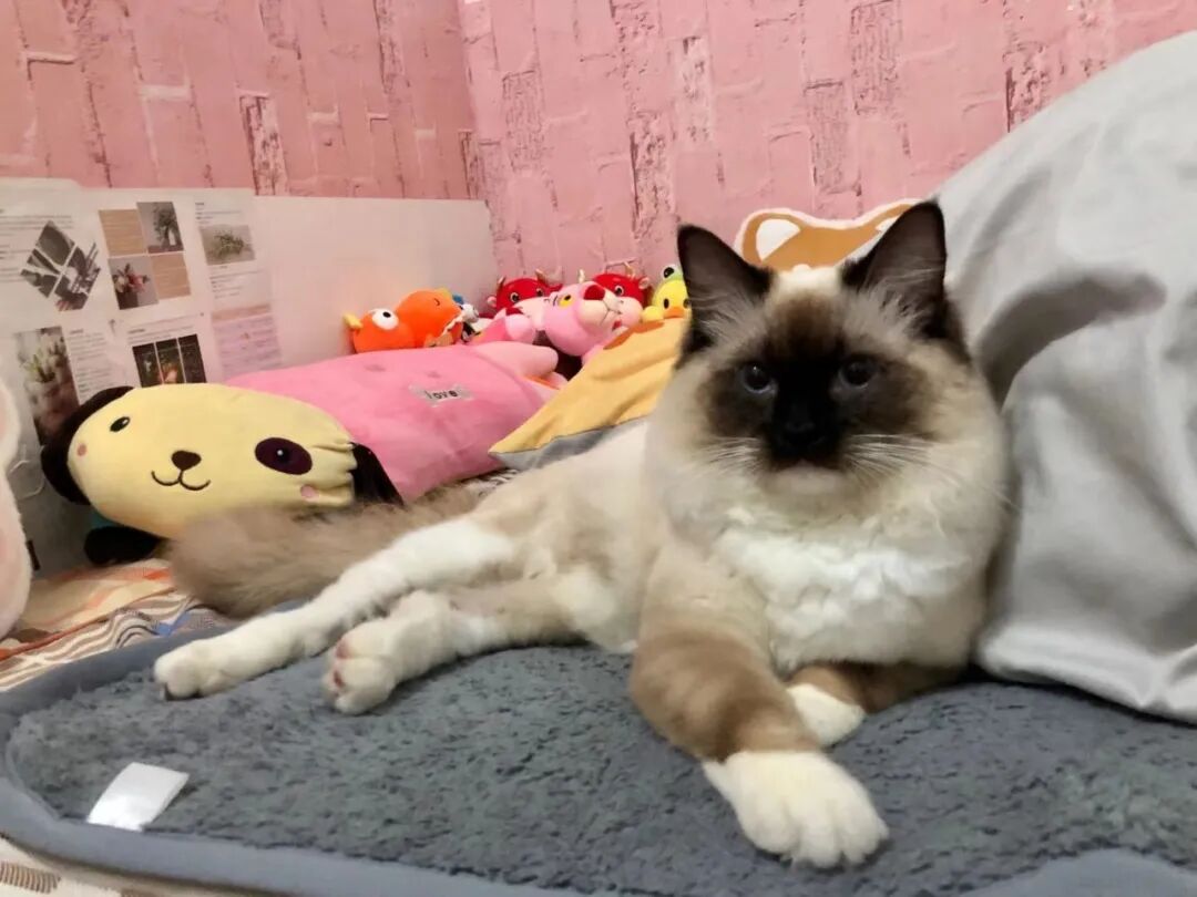 一趟高铁坐下来，猫没事，人废了！这届铲屎官太难了...