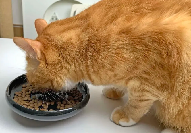 猫咪几岁开始需要吃老年猫粮？