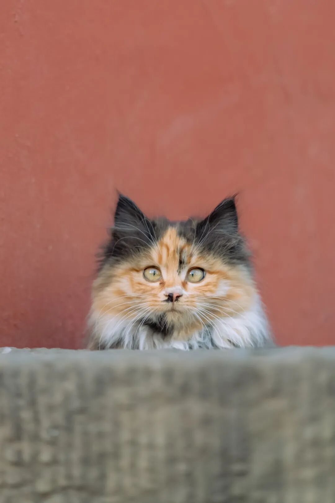 上万人看过的梦中情猫，真的是手慢无