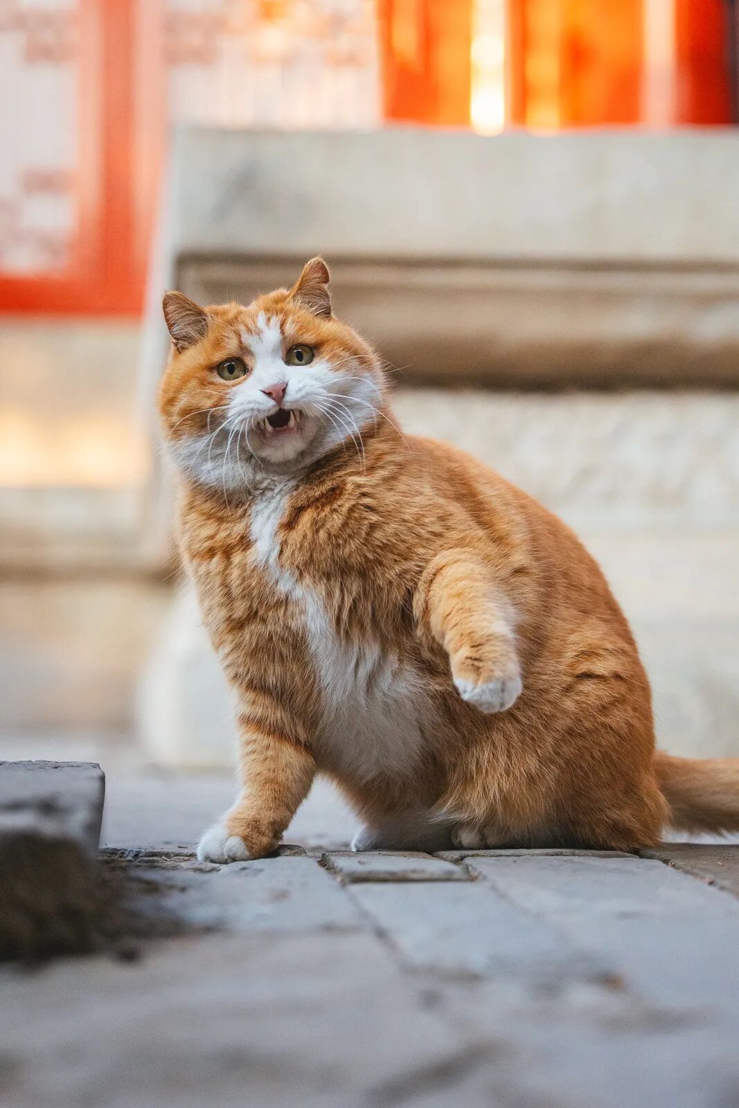 感觉下一秒帕帕就要张嘴说话了