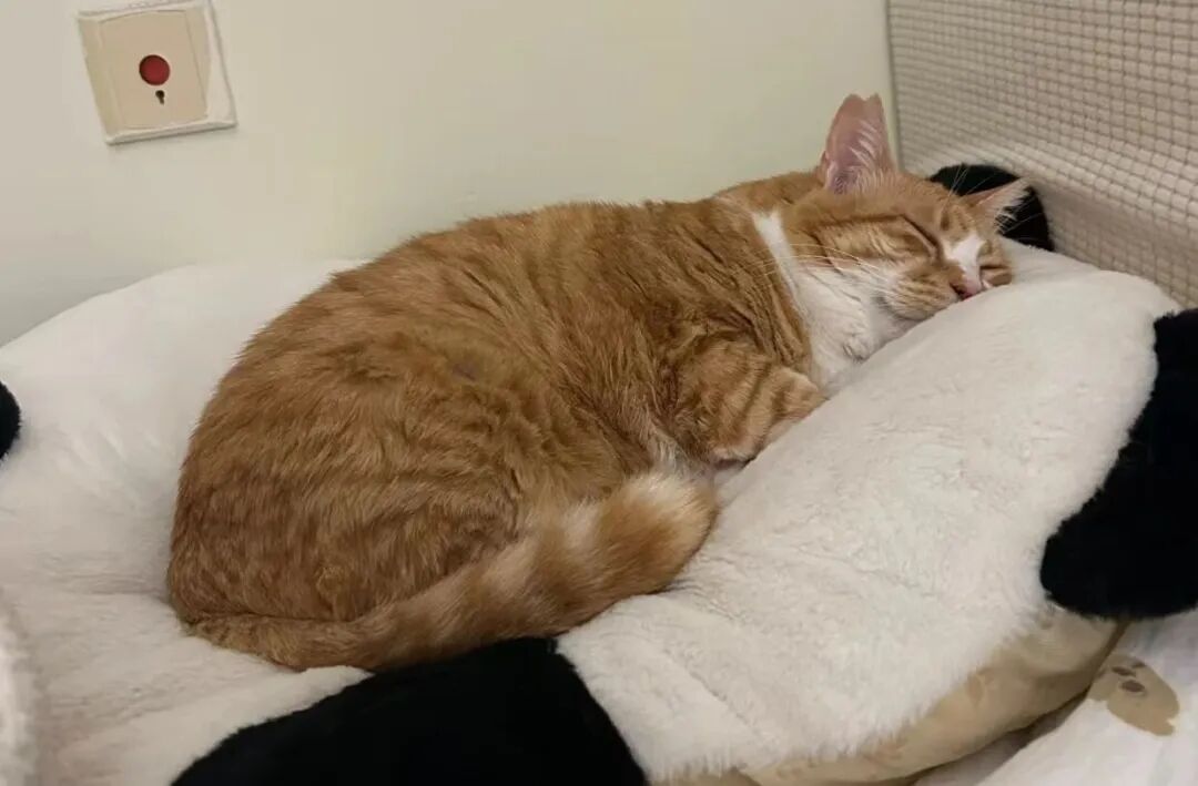 为什么猫咪喜欢在你床睡觉？背后这5个原因，温柔得让人心软……