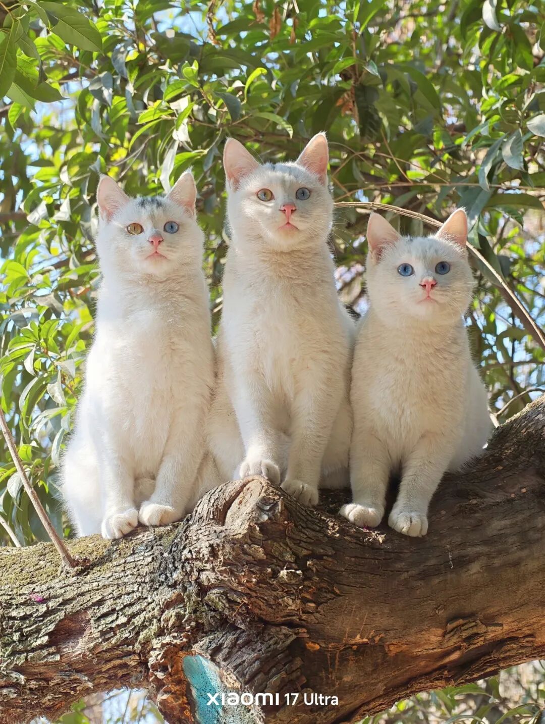 捅了白猫窝，不是蓝眼就是异瞳，每只都好美