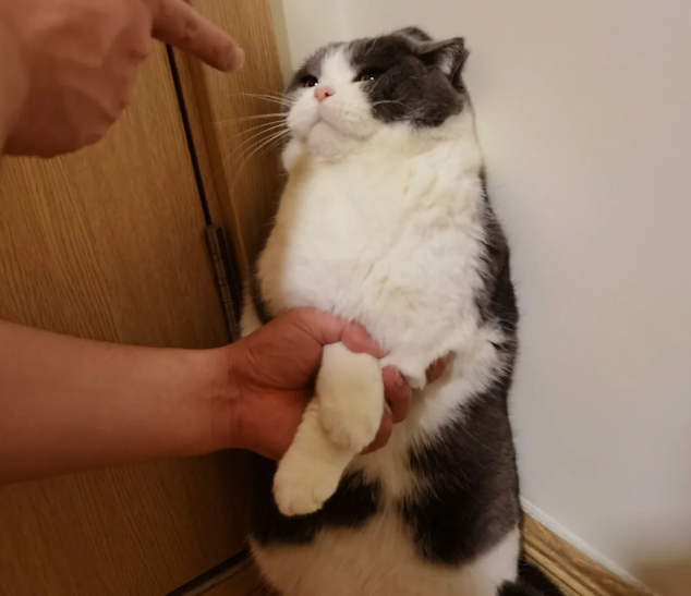 养猫人千万不要干的6件事