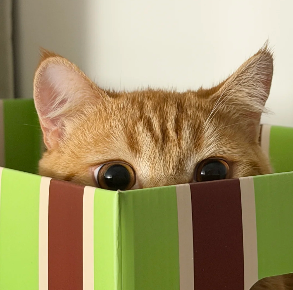 为什么猫喜欢待在纸箱子里？原来真实原因是这样！