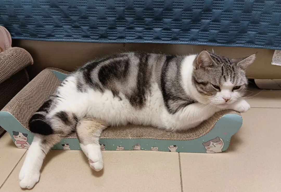 猫咪:别理我，烦着呢！