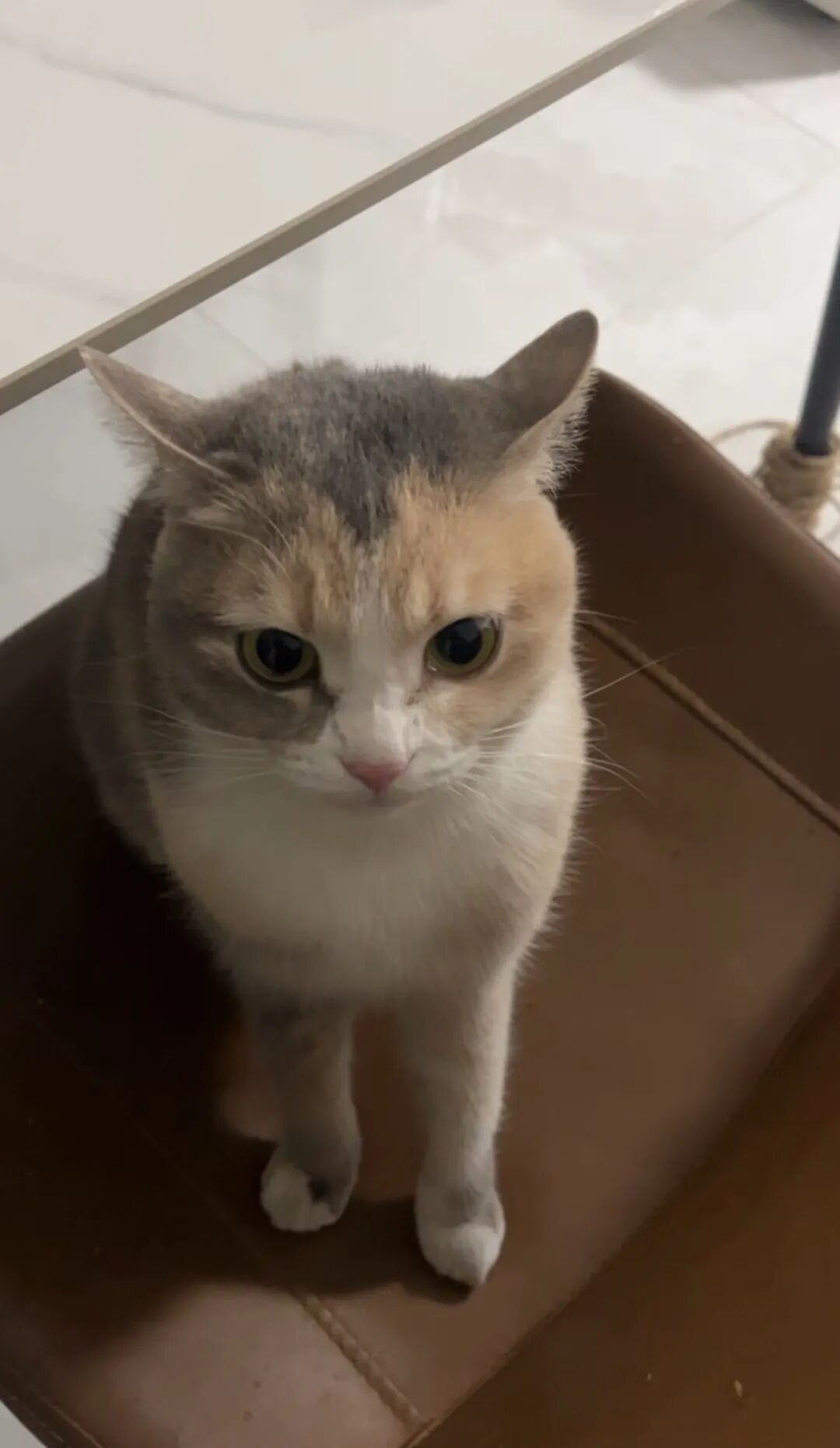 猫咪吃猫条耳朵往后飞？解密这一可爱行为背后的真相