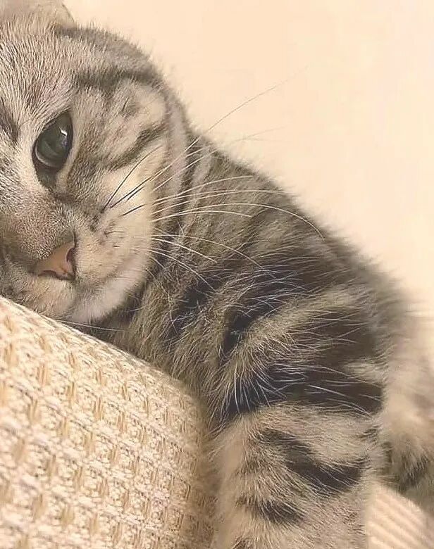 这是谁家的猫咪这么会卖萌！