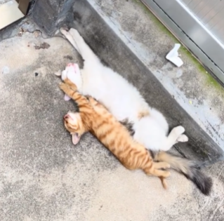 小猫认真观察妈妈睡姿后，和妈妈同款姿势睡觉，太可爱了！