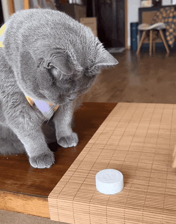 猫界赌神上线，蒙眼都能猜中！这只猫把主人当傻子在哄！杯子藏零食骗猫，猫：别演了，你这智商我都心疼...