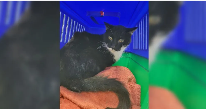 小猫从门缝溜走11年，铲屎官以为它走了，原来它一直在努力活着，法国一家与老猫重逢，太暖了！