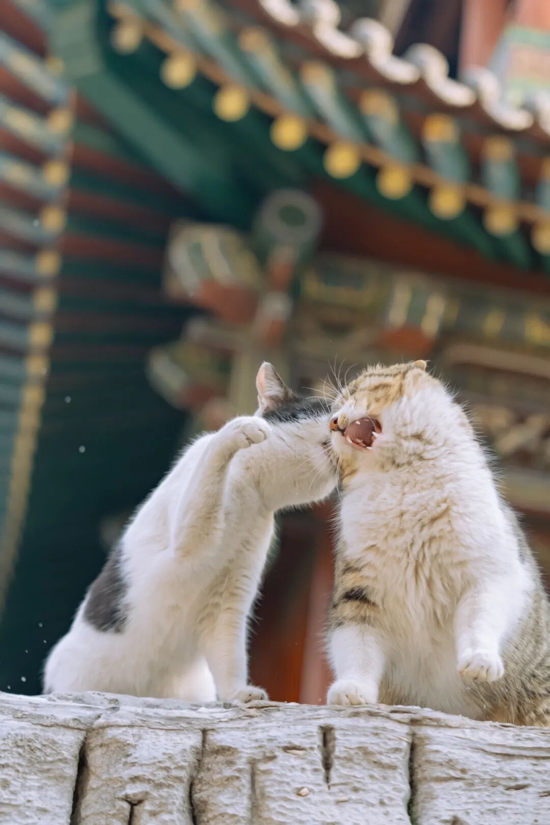 本猫不发威，还以为我的肉是白长的