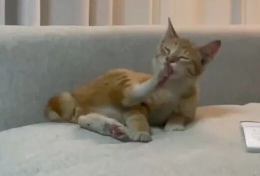 一只小橘被捡回家，20分钟后成了这个家的主人