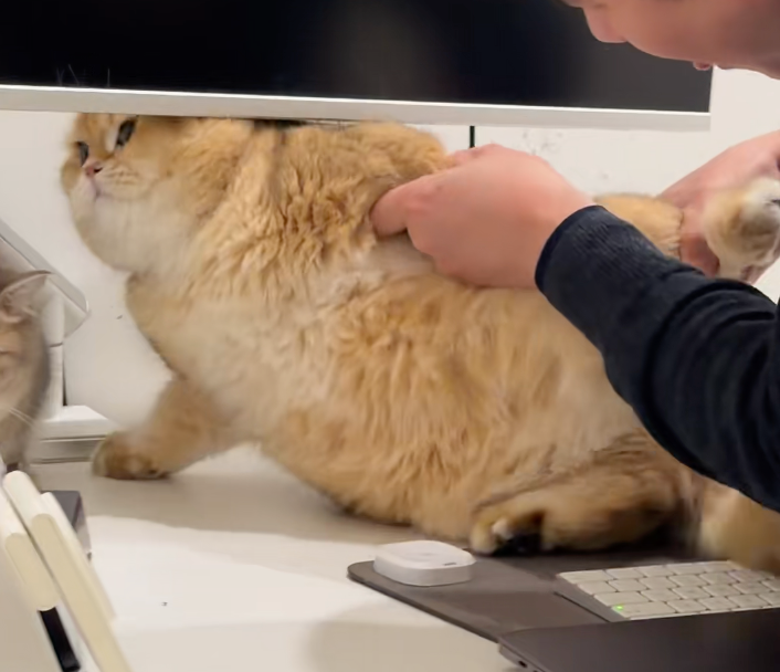 一只被迫营业的肥猫！看得出来非常不情愿！网友看完笑喷了：这一身肉都是用尊严换来的！