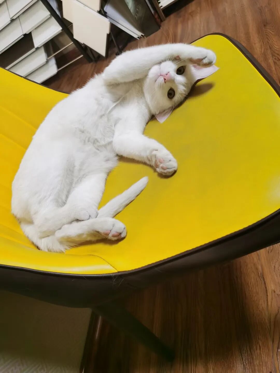 那只脾气最像我的白猫，去喵星了！