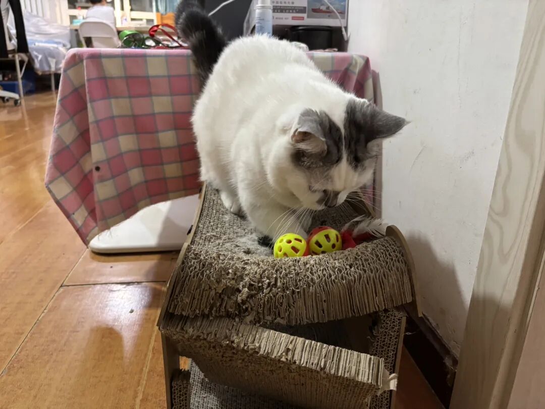 我这猫孩子，这住宿条件令人汗颜。