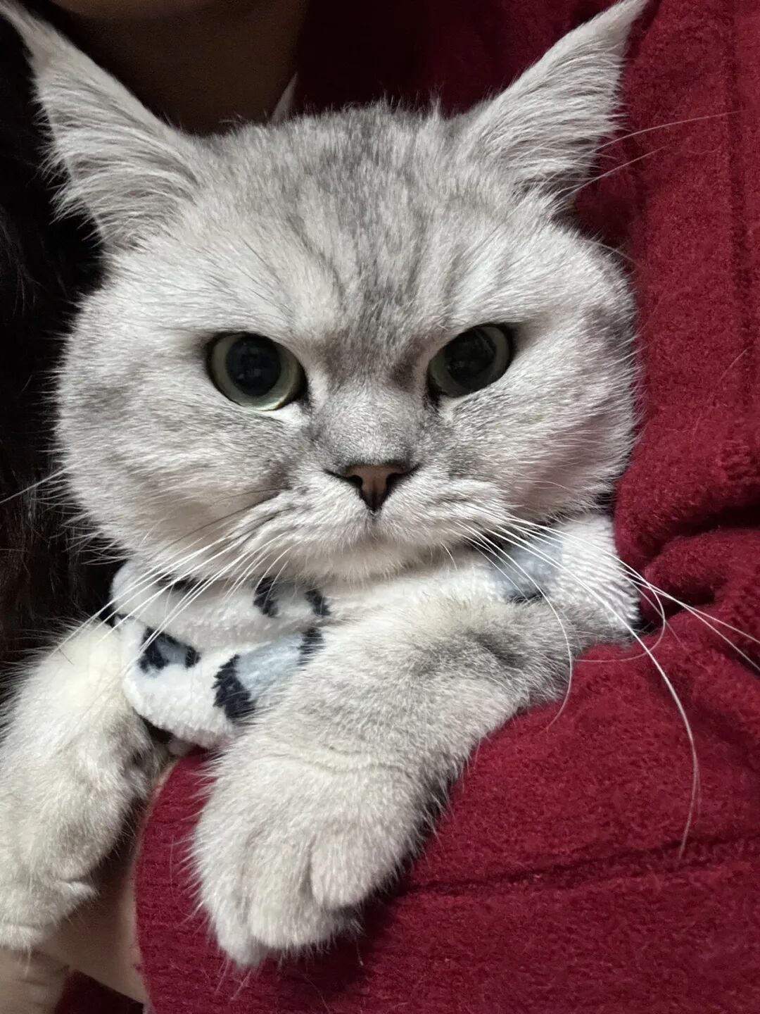 为什么你的猫不让抱，别人的猫怎么抱都可以