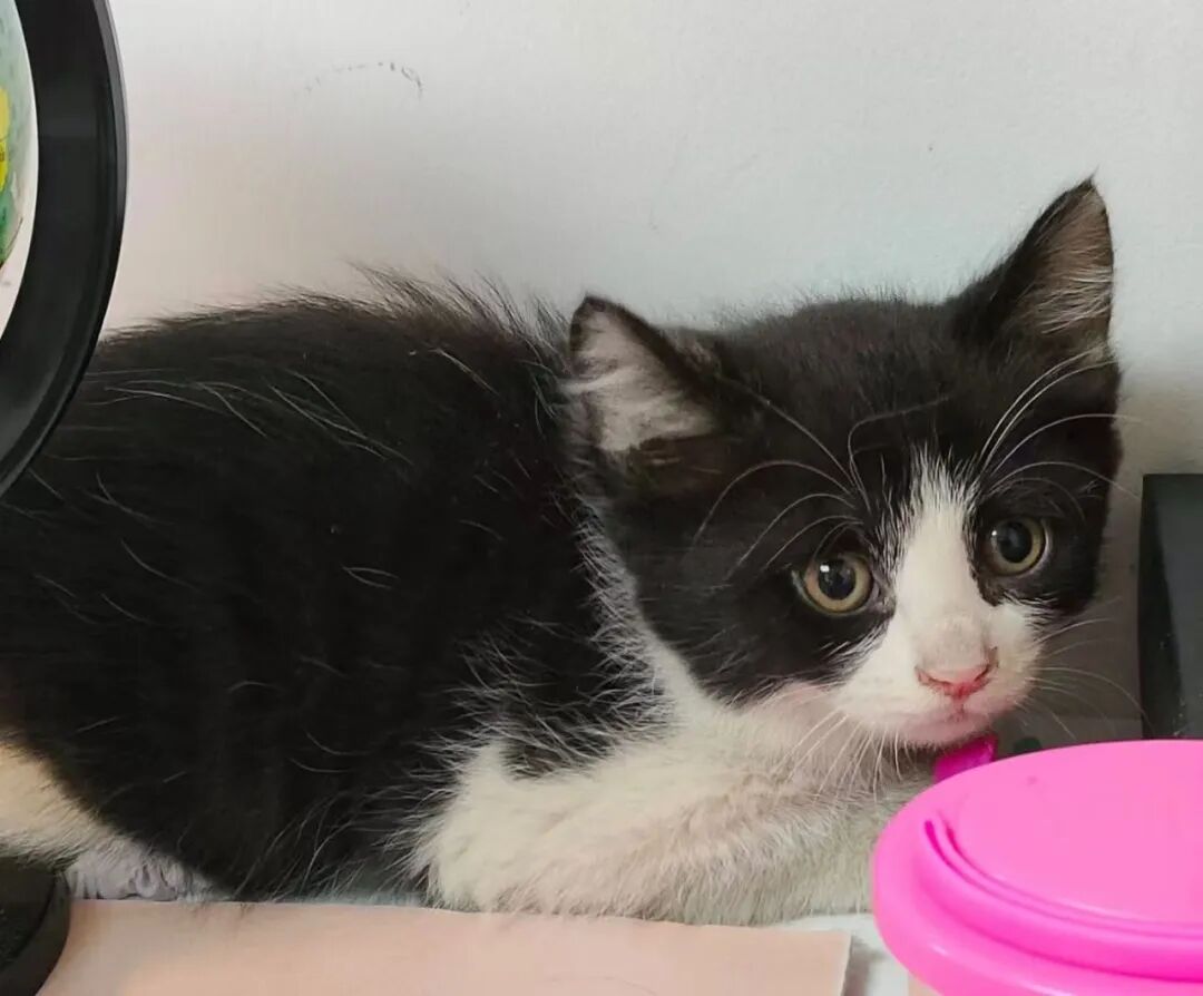 这年头，就连养只猫都会遭遇诈骗，我和老公被骗得损失惨重