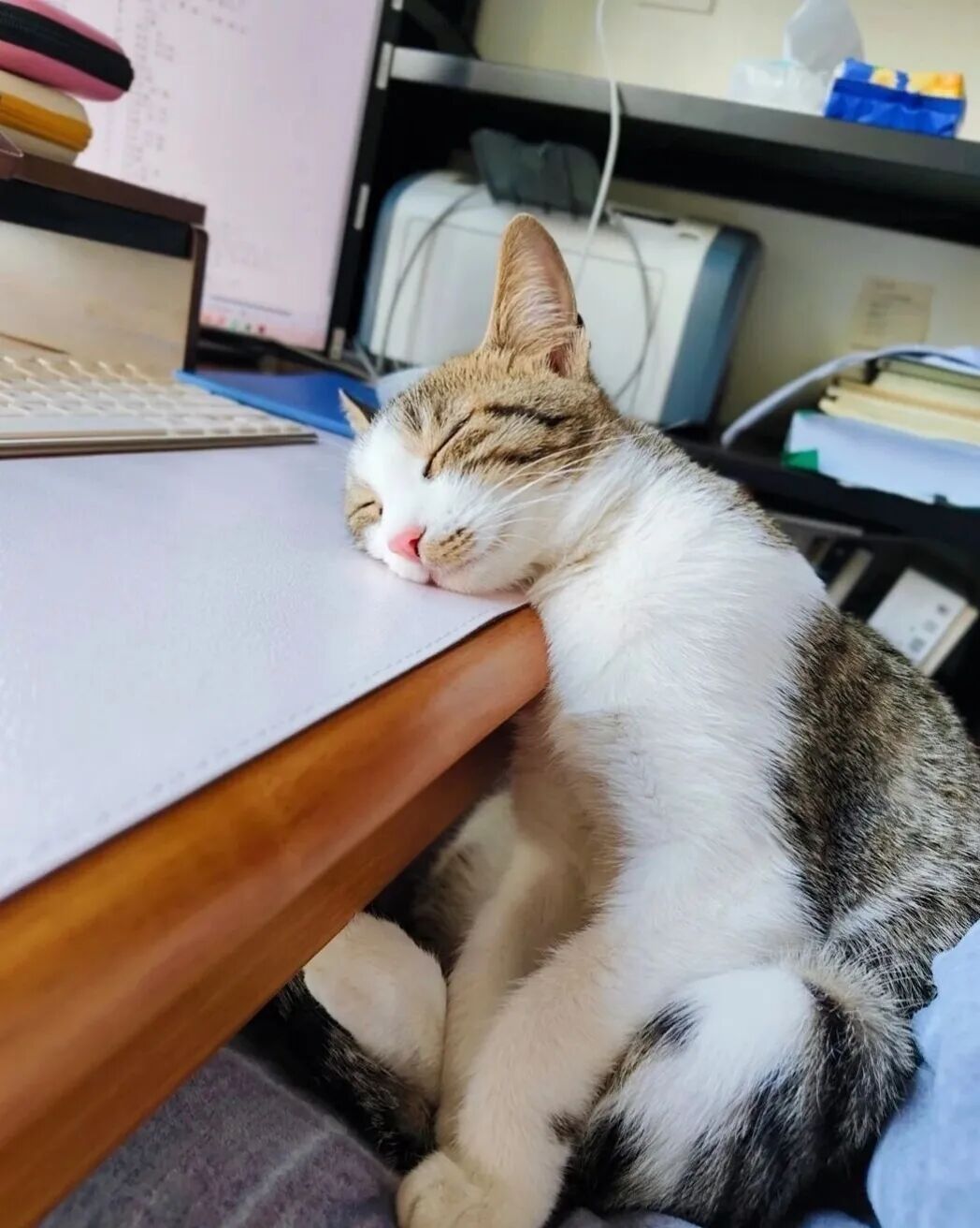 陪读摆烂！娃复习，猫睡觉，主打精神支持