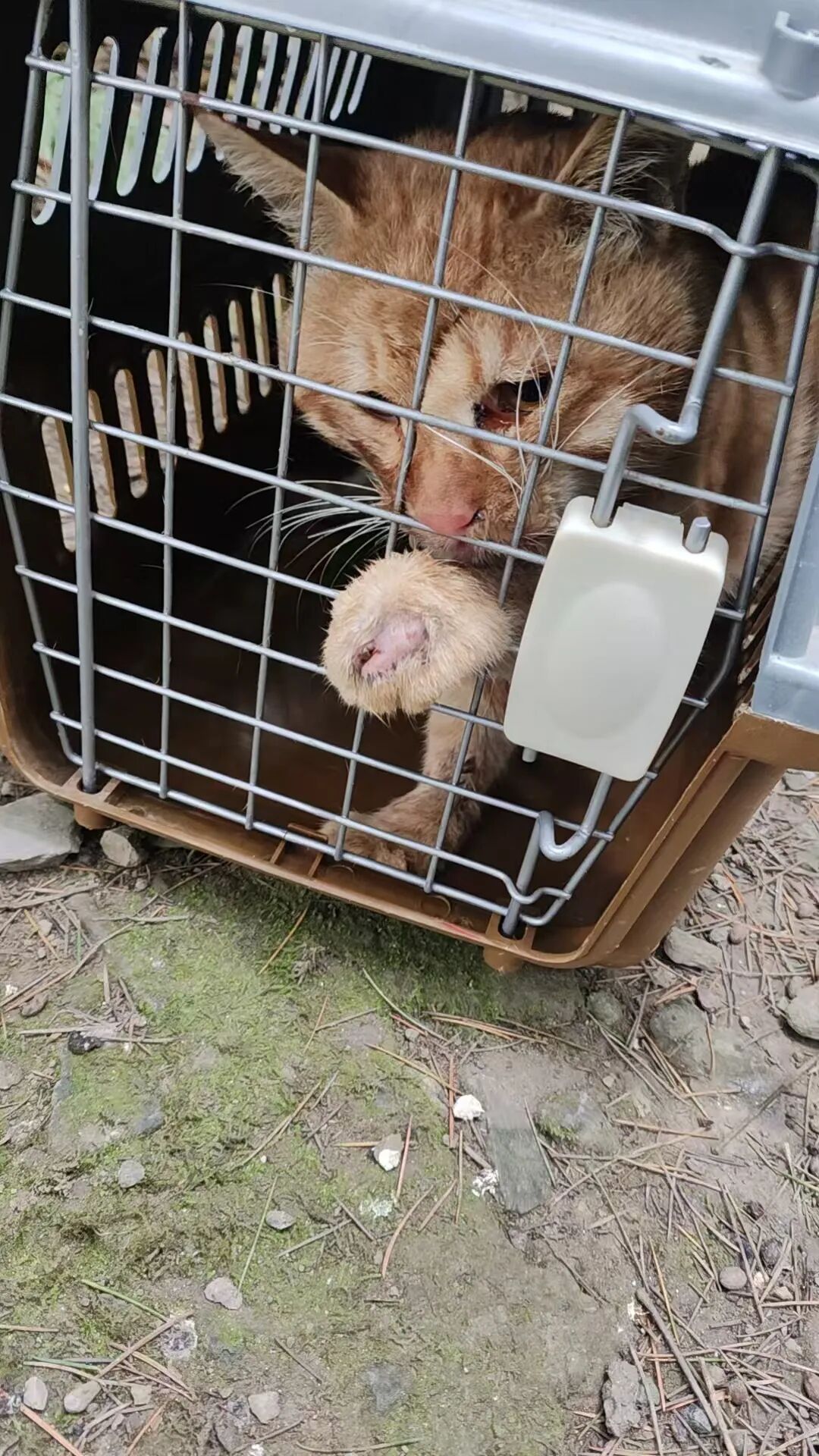 人，咪走了，人不要难过，咪带着大家的爱有尊严的回喵星了