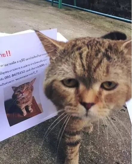 网友家的猫咪丢了，印了很多寻猫启事，准备去贴的时候
