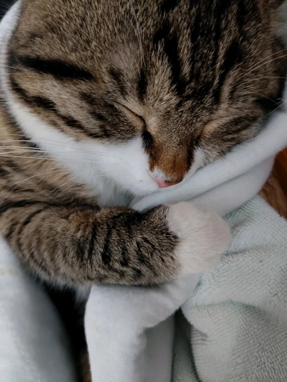 猫仔仔，你是成心呀，把别人叫醒，自己却呼呼大睡