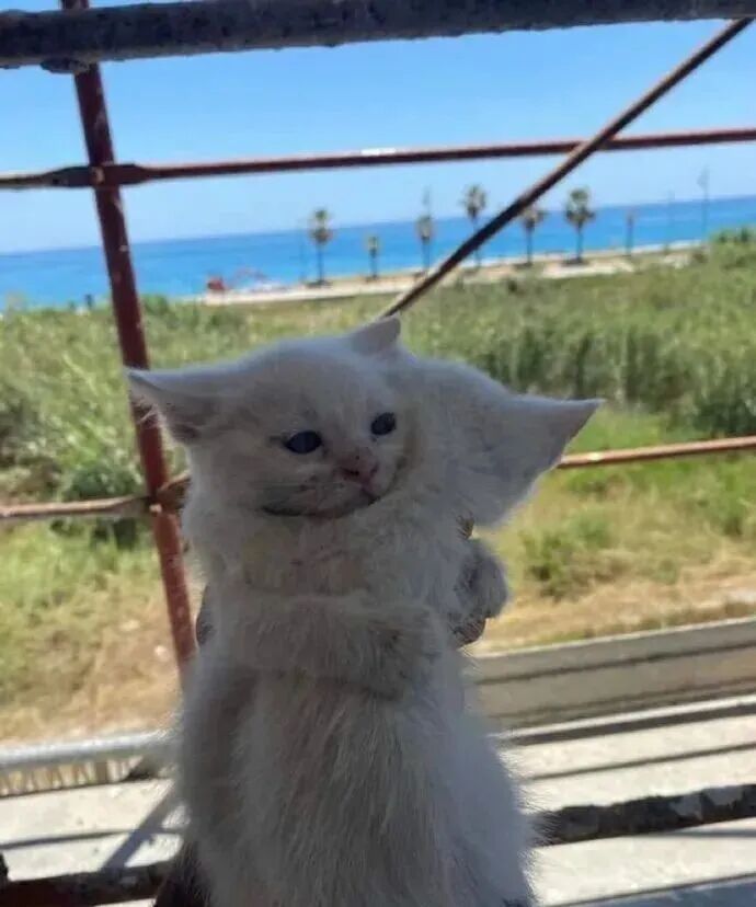 日本某推友拍到的两只小猫拥抱瞬间好治愈呀