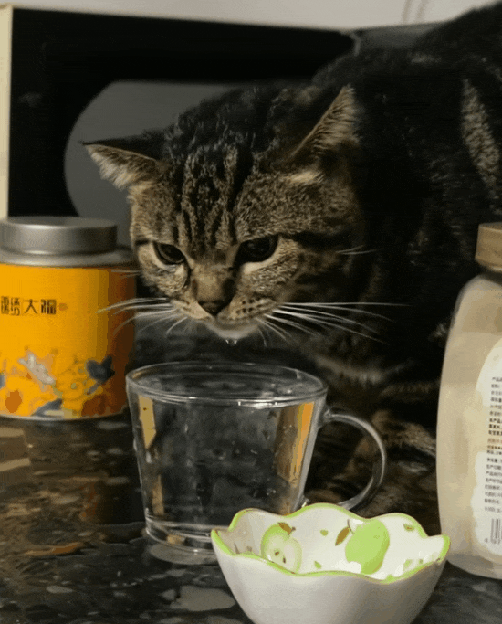 网友说养的猫咪不懂怎么喝水，怀疑是智障猫，点开一看笑喷：原来是模仿的主人