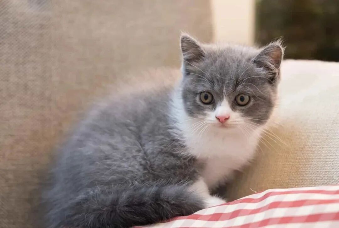 怕猫睡觉冷，给它盖了被子…猫：谢谢你，烂好心人