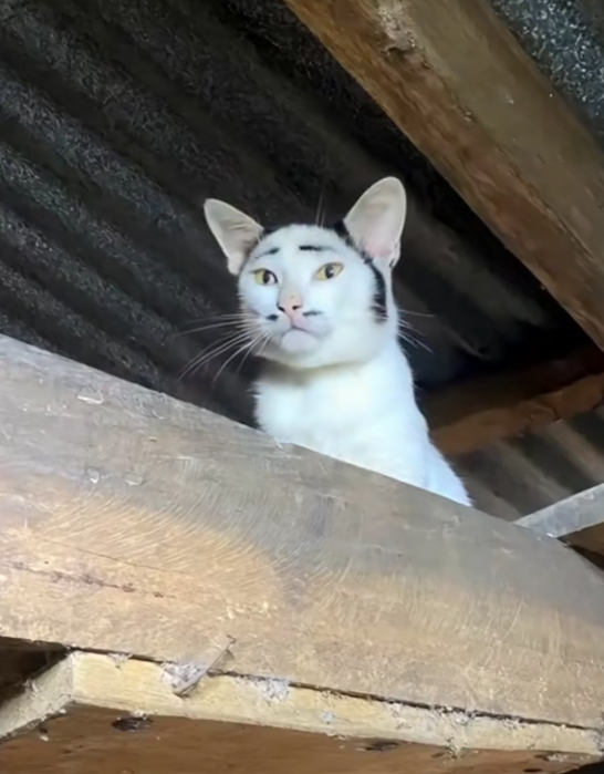 朋友来家里做客，看了半天，憋出一句：“你这猫...挺有个性的哈。有些猫确实是“猫中龙凤”，而有些猫是纯纯的“拼好猫”