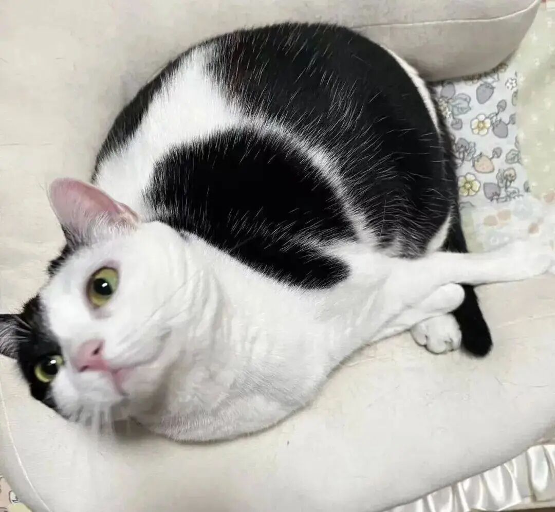 猫咪挨打时为什么从不反抗？