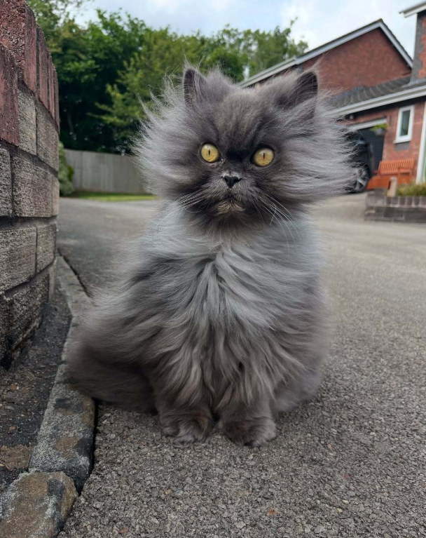 跟猫说风很大不要出去玩，猫不听，结果一出去...被吹成了鳌拜猫！