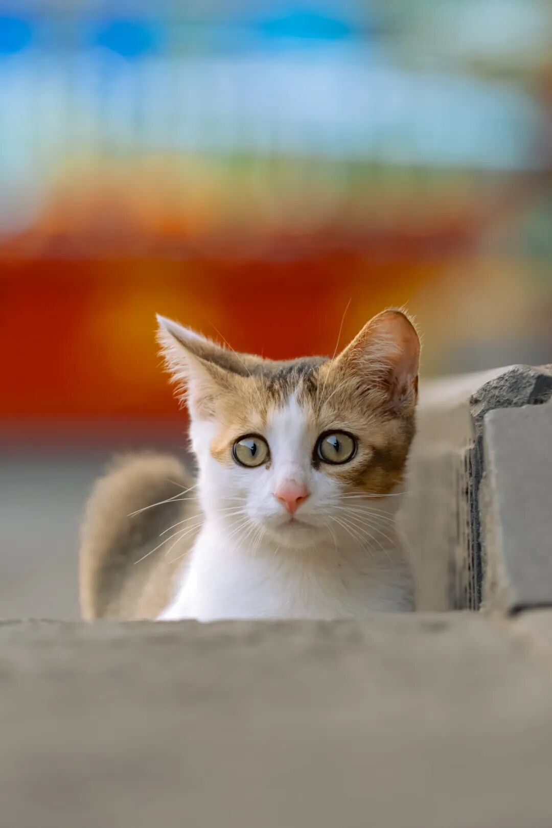 崇州古镇里遇见的雀猫，大耳大眼好看得很