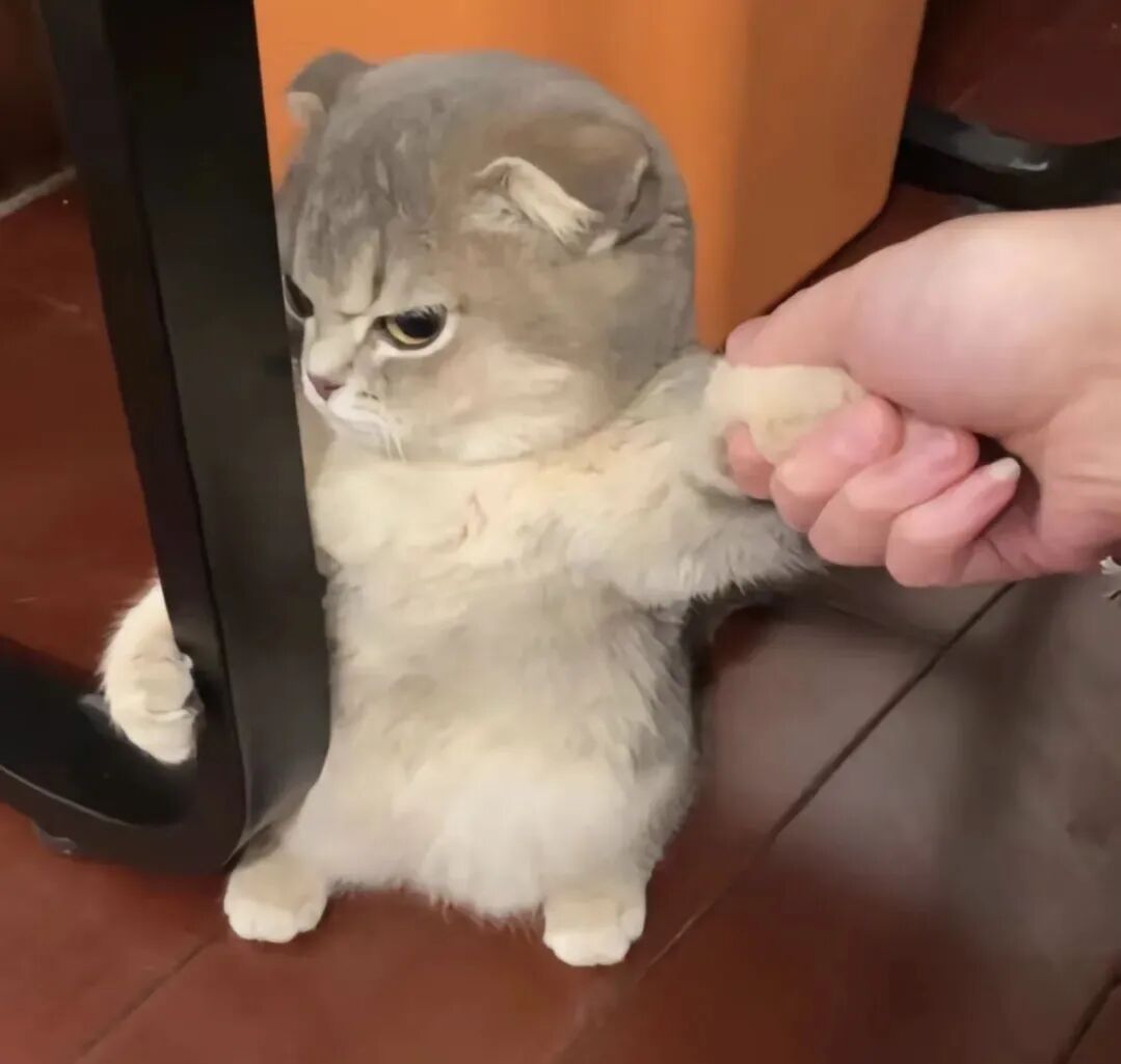 猫咪:谁还没个脾气~别说生气时还挺可爱的～