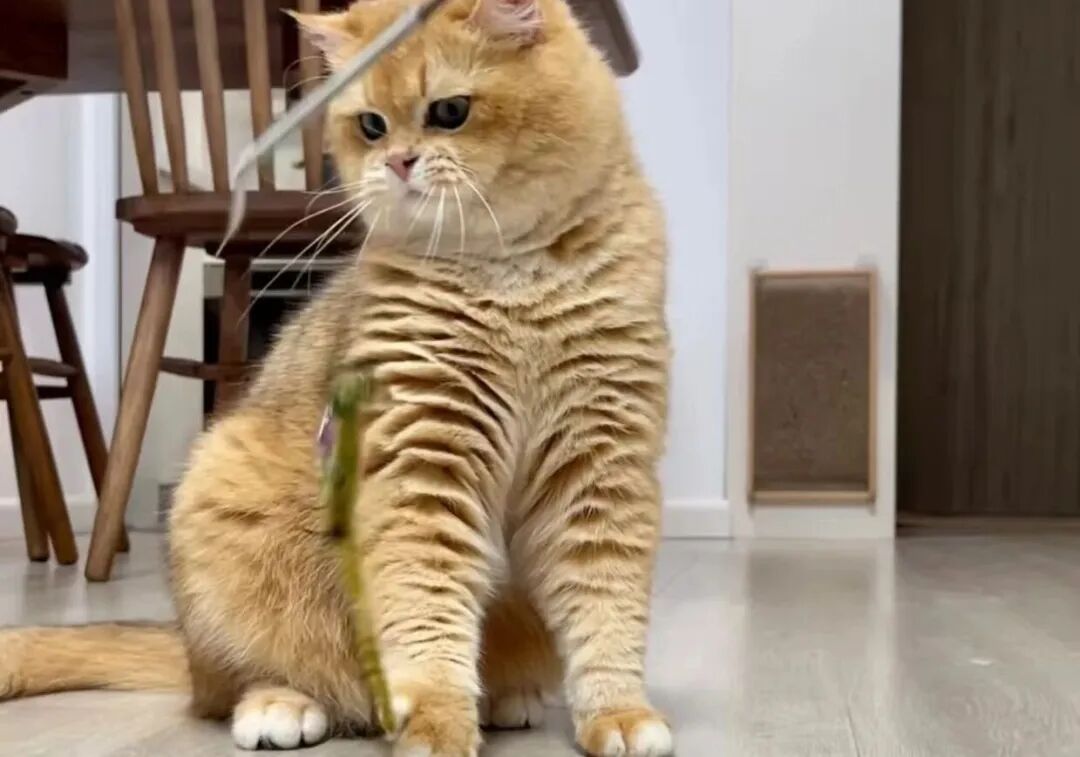 猫咪“蒜瓣毛”的背后不仅仅是可爱，还有这些隐藏风险