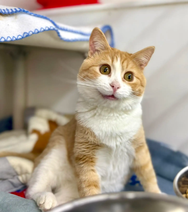 收容所丑猫表情太睿智一夜变网红，300万人抢着当它主人，还要排队抽签！