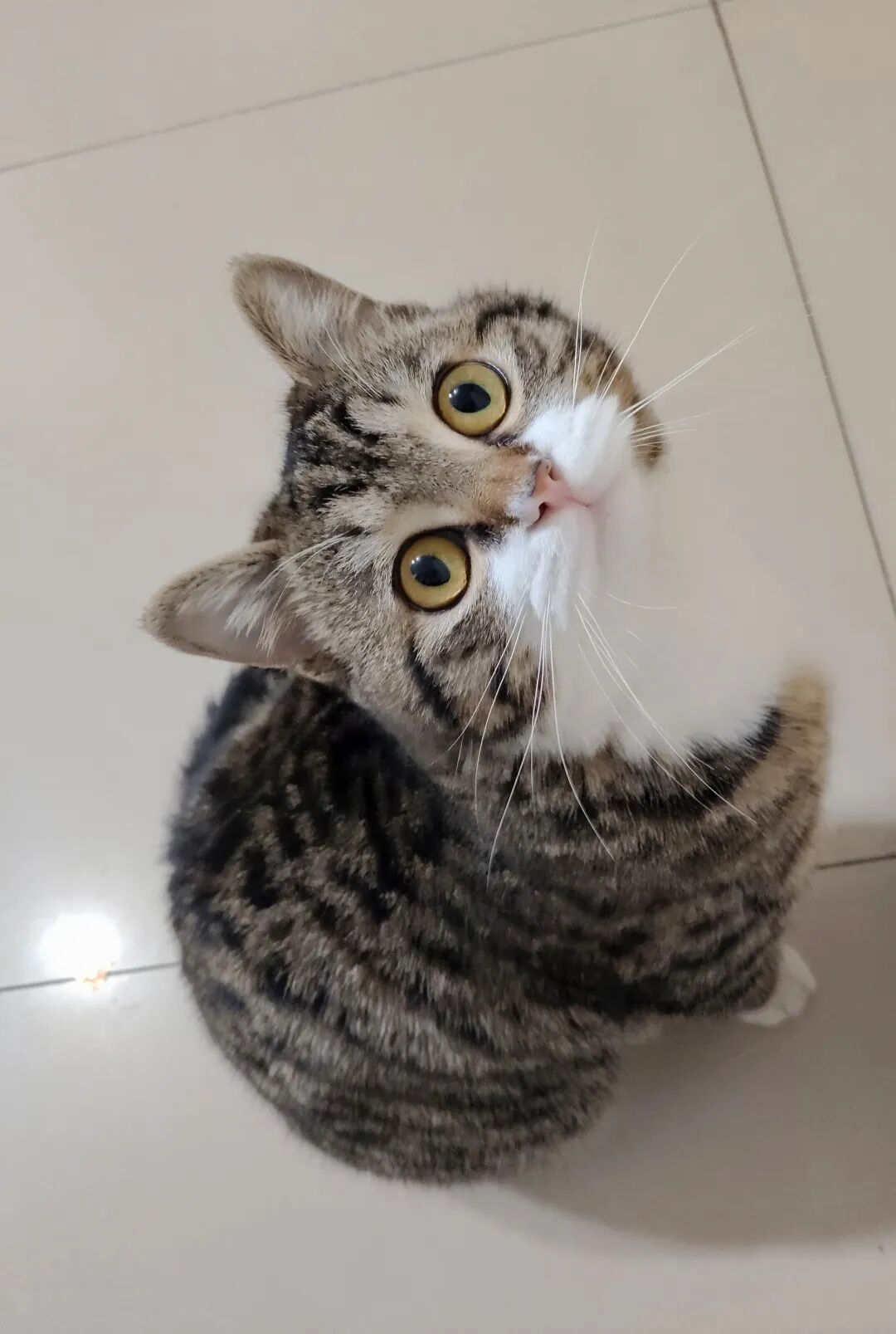 猫仔，是不是得给你找个班上呀