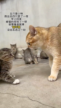 5只猫中有4只偷跑去玩，被猫妈发现后轮番揍…网友：一眼就看出谁没去哈哈