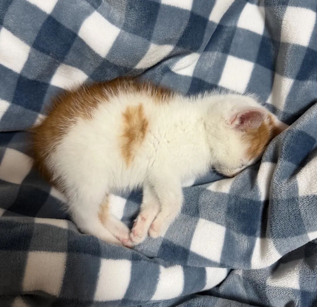 猫猫临终前，如果把爪子轻轻搭在你手上，请一定不要抽回