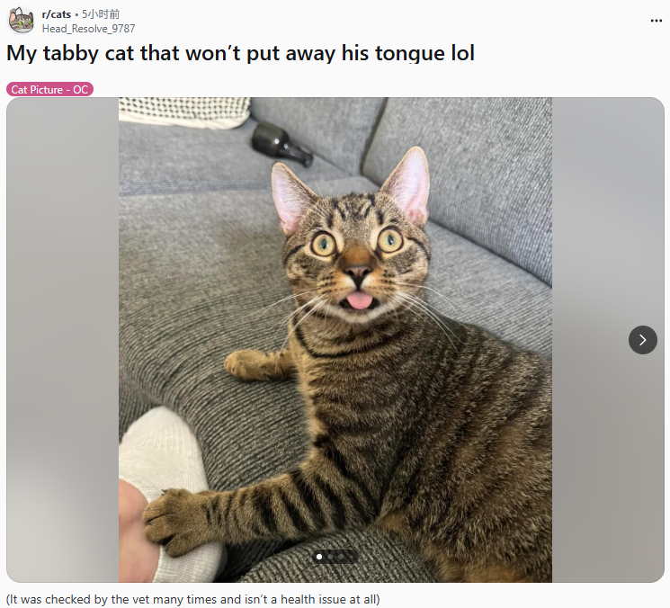 我家虎斑猫老是忘记收舌头，像台忘关机的老电脑！
